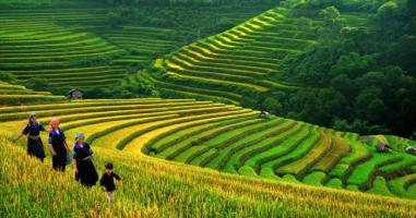Bài văn phân tích bài thơ Thăm lúa của Trần Hữu Thung hay nhất