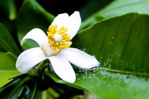 Bài văn phân tích bài thơ Hương thầm của Phan Thị Thanh Nhàn (Ngữ văn 10) hay nhất