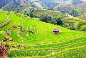 Bài văn phân tích 
