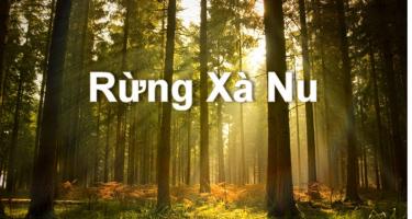 Bài văn phân tích tác phẩm 