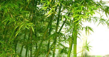 Tản văn viết về cây tre hay nhất