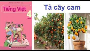 Bài văn tả cây cam (lớp 4) hay nhất