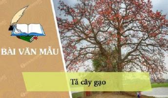 Bài văn tả cây gạo (lớp 4) hay nhất