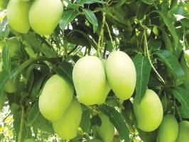 Bài văn thuyết minh về cây xoài hay nhất