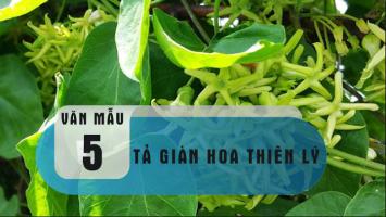 Bài văn tả giàn thiên lý (lớp 5) hay nhất