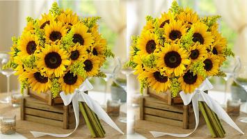 Bài văn tả hoa dướng dương hay nhất