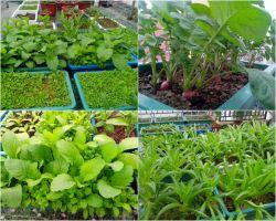 Bài văn tả vườn rau hay nhất