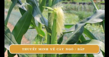 Bài văn thuyết minh về cây ngô