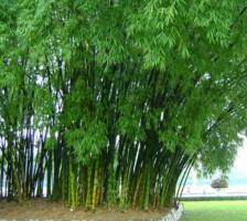 Bài văn thuyết minh về cây tre hay nhất