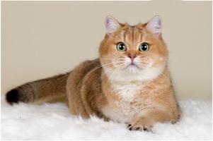 Cửa hàng bán thú cưng uy tín nhất Nha Trang