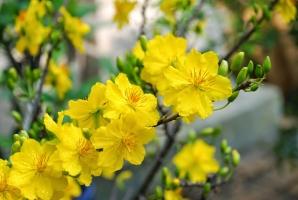 Cách làm hoa nở đúng dịp Tết hiệu quả nhất