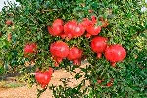 Câu đố về cây cối hay nhất cho trẻ