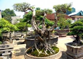 Cây cảnh làm sạch không khí trong nhà