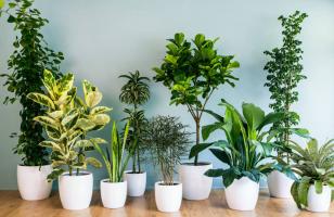 Cây cảnh tuyệt đối không nên trồng trong phòng