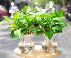 Địa chỉ bán cây thủy sinh uy tín nhất tỉnh Khánh Hòa