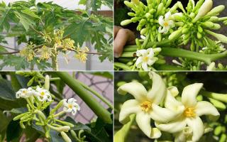 Công dụng của hoa đu đủ đực đối với sức khỏe