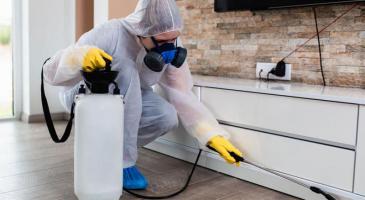 Công ty diệt mối uy tín nhất quận Tân Phú