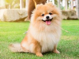 Cửa hàng bán chó cảnh uy tín và chất lượng nhất ở Cần Thơ