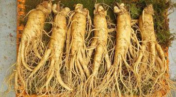 Cửa hàng bán nhân sâm Hàn Quốc uy tín nhất ở Cần Thơ