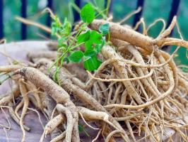 Cửa hàng bán sâm ngọc linh uy tín, giá tốt nhất tại Hà Nội