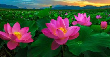 Câu ca dao tục ngữ về hình ảnh hoa sen hay và ý nghĩa nhất