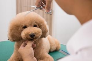 Địa chỉ đào tạo cắt tỉa lông thú cưng chuyên nghiệp nhất TP. Biên Hòa, Đồng Nai