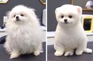 Dịch vụ cắt tỉa lông thú cưng uy tín nhất tại tỉnh Thanh Hóa