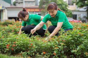Dịch vụ chăm sóc cây xanh tốt nhất Hải Phòng