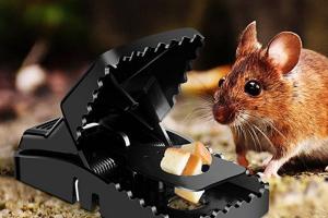 Dịch vụ diệt chuột tốt nhất tại TPHCM