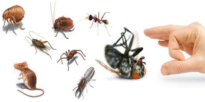 Dịch vụ diệt mối, côn trùng uy tín nhất tỉnh Quảng Nam