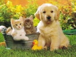 Dịch vụ trông giữ chó mèo ngày Tết tại Hà Nội uy tín nhất