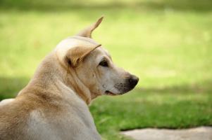 Kinh nghiệm để chọn được chó ta khôn nhất