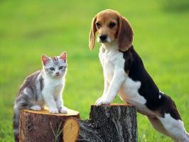 Lợi ích của việc triệt sản chó mèo