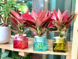 Địa chỉ bán cây thủy sinh uy tín nhất tỉnh  Thanh Hóa