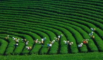 Nhà xe tuyến Hà Nội - Mộc Châu uy tín nhất được khách hàng tin chọn