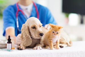 Phòng khám thú y uy tín nhất tỉnh Tây Ninh