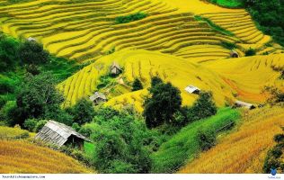 Quán cafe Sapa view ngắm lúa chín vàng