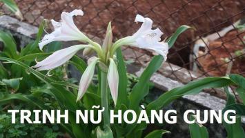 Tác dụng tuyệt vời Trinh nữ hoàng cung đối với sức khoẻ