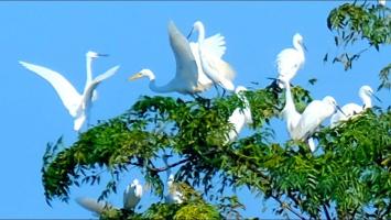 Thành ngữ, tục ngữ Việt Nam và giải thích ý nghĩa hay nhất