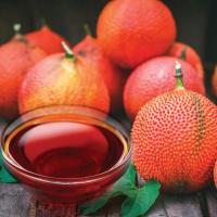 Thương hiệu dầu gấc được tin dùng nhất hiện nay