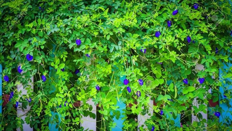 Giúp cải thiện sức khỏe não bộ