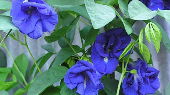 Giúp giảm cân