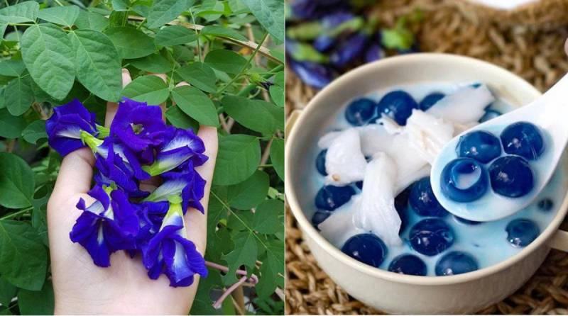 Lưu ý khi sử dụng hoa đậu biếc