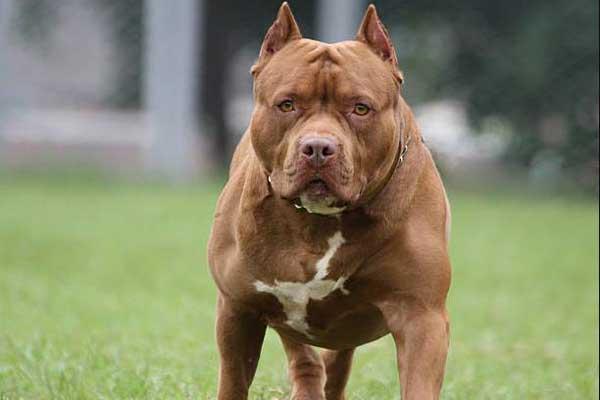 Pit Bull