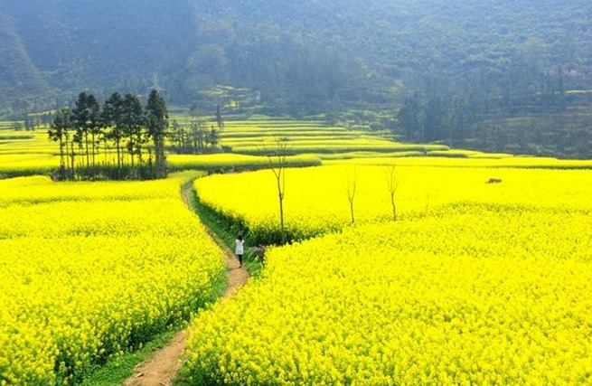 THƯƠNG BÔNG HOA CẢI