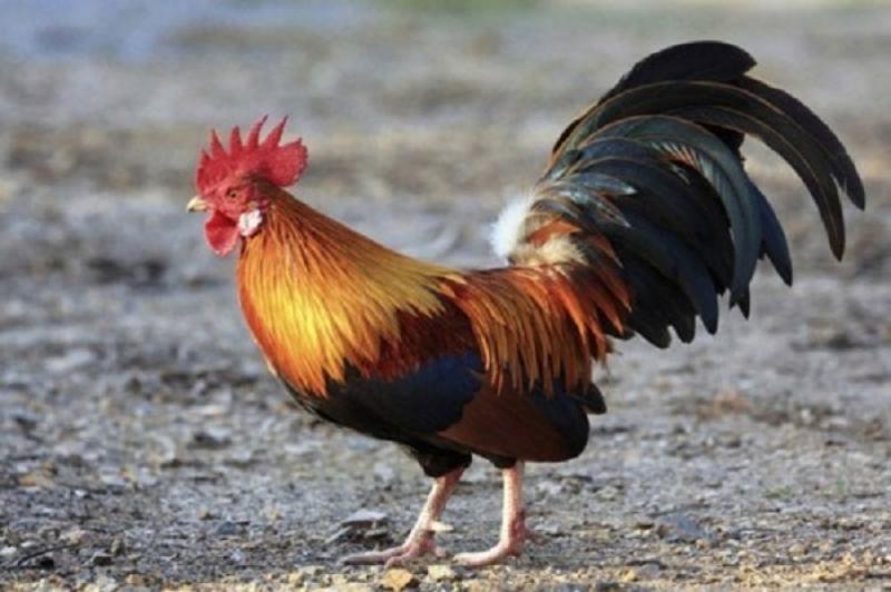 Cái đuôi đủ màu sắc nhưng nổi hơn cả là màu đen và xanh cong cong như hình lưỡi liềm.