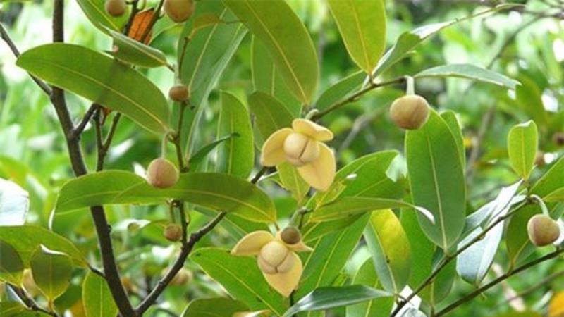 Trong vườn, xanh nhất là cây dủ dẻ.