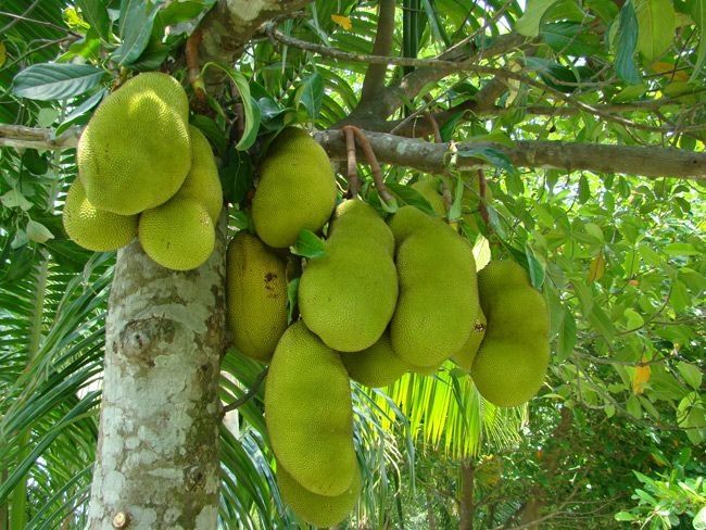 Nhìn từ xa những quả mít như những chú heo con treo lủng lẳng trên cành rất dễ thương.