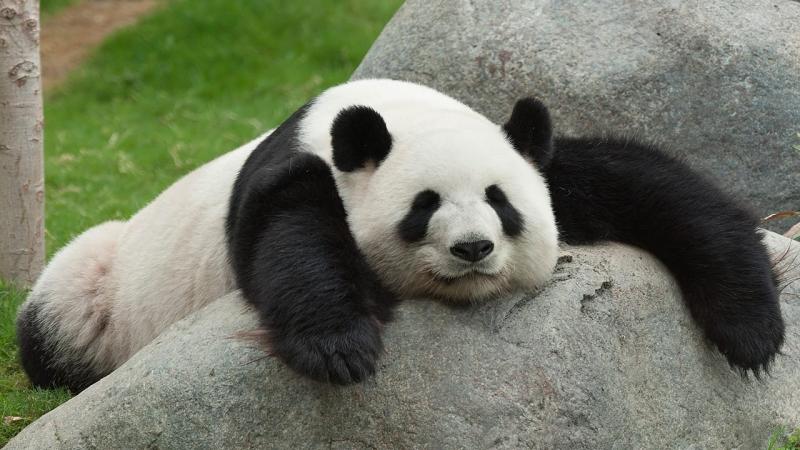 Chỗ nào gấu Trúc cũng ngủ được