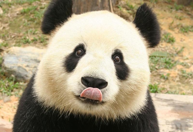 Gấu Trúc thèm ăn